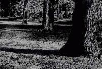 Picture for song 'Shadows' by artist 'Dark Muse'