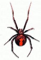 Picture for song '01 - Life's A Bitch LP Intro (Skit)' by artist 'Da Spyder'