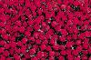 Picture for song 'I've Got Roses' by artist 'Dave Byron'