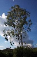 Picture for song 'song for a rainy day' by artist 'dave d'