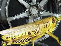 Picture for song 'Grasshopper Bounce' by artist 'DAVE SLAYER'