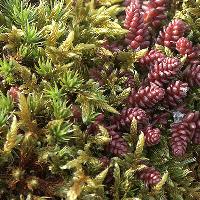 Picture for song 'The Wrang Road to Copshaw' by artist 'David Kilpatrick'