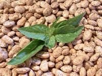 Picture for song 'The Gathering of Cattle' by artist 'David Nunes da Silva'