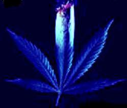 Picture for song 'Hullucinations' by artist 'Dazer'