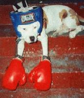 Picture for song 'where im from' by artist 'D.B.U.SQUAD'