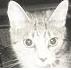 Picture for song 'KittyLuckyVisitsBulgaria' by artist 'Deadly Little Things'