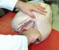 Picture for song 'Wishbone' by artist 'Dean Madonia'