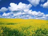 Picture for song 'Roman style' by artist 'decoration skills'