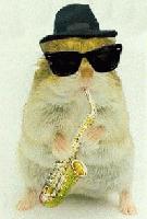 Picture for song 'Dole Monkey' by artist 'Deep Fried Sanchez'