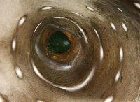 Picture for song 'Clash Of Heads' by artist 'DeepOceanVastSea'