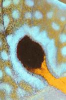 Picture for song 'Coma Cocoon' by artist 'DeepOceanVastSea'