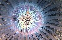 Picture for song 'Hey There' by artist 'DeepOceanVastSea'