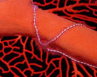 Picture for song 'Porcelain Dahli' by artist 'DeepOceanVastSea'