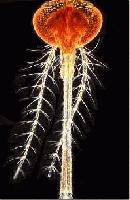 Picture for song 'Written On Her Face' by artist 'DeepOceanVastSea'