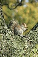 Picture for song 'Squirrels!!' by artist 'DEEP RED'