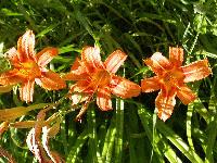 Picture for song 'DeLi ExPrEsS!' by artist 'Deli Express'