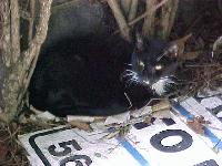 Picture for song 'electric' by artist 'de luca'