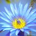 Picture for song 'Blue Lotus of the Nile' by artist 'delysid'