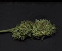 Picture for song 'bsicc - complete stranger' by artist 'denots2'