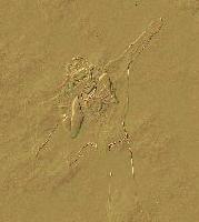 Picture for song 'Battle of Oasis' by artist 'Digita Lee'