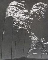 Picture for song 'Joe Camels Arranged Marriage' by artist 'Digital Larry'