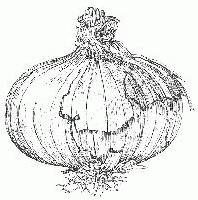 Picture for song 'Allium Interfectio' by artist 'Diode'