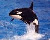 Picture for song 'orca' by artist 'DisasterDrummer'