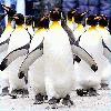 Picture for song 'penguin city' by artist 'DisasterDrummer'