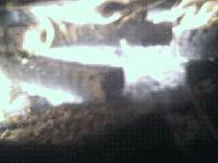 Picture for song 'Dance of the Tigerlilies' by artist 'DisinVectant'