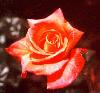 Picture for song 'Little Things' by artist 'Ditda'