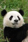 Picture for song 'Yolanda Took My Panda' by artist 'Dixon DeVore'