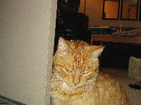 Picture for song 'La Fiesta De Los Gringos' by artist 'DizzyBull'