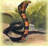Picture for song 'The Snake' by artist 'djazznbluzz'