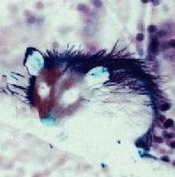 Picture for song 'Dark Water' by artist 'Dj Crispy'