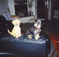 Picture for song 'Endless CopyCATS' by artist 'Dj Destro'