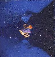 Picture for song 'LAMB BOMB' by artist 'Dj Destro'