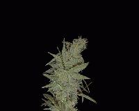 Picture for song '53' by artist 'Djluvn'