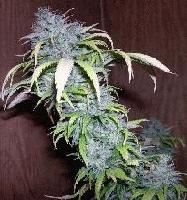 Picture for song 'In the Club (Djluvn Version)' by artist 'Djluvn'