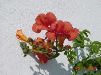 Picture for song 'And Lonix : SambaVita' by artist 'Dj PG'