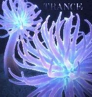 Picture for song 'School of Trance' by artist 'DJ Phi'