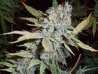 Picture for song 'DANGER FREESTYLE' by artist 'DJ PLATINUM'