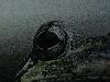 Picture for song '11 Welcome to Realm two - (Prodigal and Genesis)' by artist 'Dj Prodigal (ADR)'