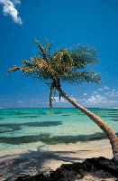 Picture for song 'Palm Trees' by artist 'Dj Sanada'