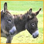 Picture for song 'Crush' by artist 'Dj Squirrel'