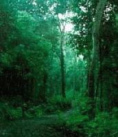 Picture for song 'Jungle Dance' by artist 'Dj TaBoo'