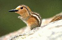 Picture for song 'Paula Iz Awesum' by artist 'djThrift'