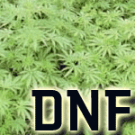 Picture for song 'My Name In Ya Mouf' by artist 'DNF'