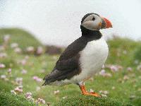 Picture for song 'Future II: Floating Platform' by artist 'Dog Panic'