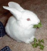 Picture for song 'Future III: Robotic Physician & Blue Laserbeam' by artist 'Dog Panic'