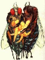 Picture for song 'Copperflies' by artist 'Dogs in the Trees'